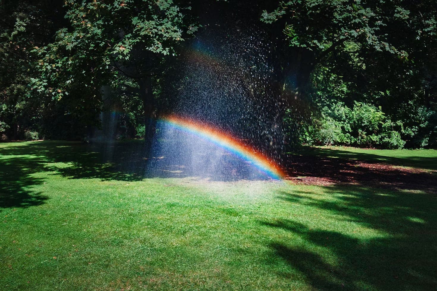 Sunlight and mist over a garden
